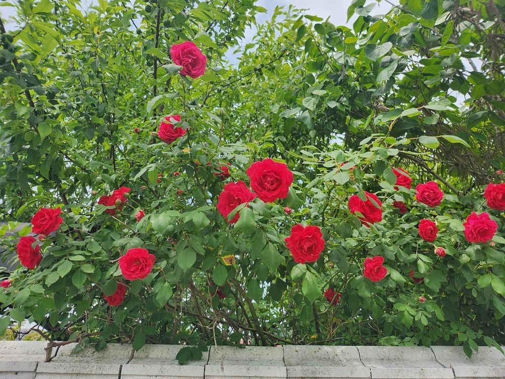 전주 한옥안 펜션 (Jeonju Hanok-an hanok_an Pension)