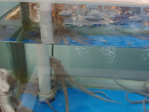 고창복낙지세상봉천점