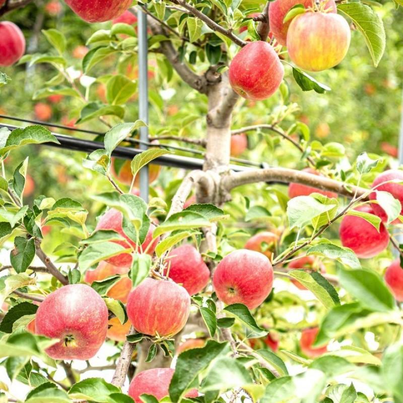 영주 힐링스토리펜션 (Yeongju Healing Story Pension)