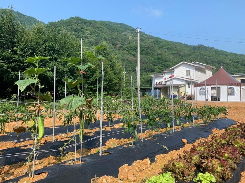 평창 더힐링펜션 (Pyeongchang The Healing Pension)