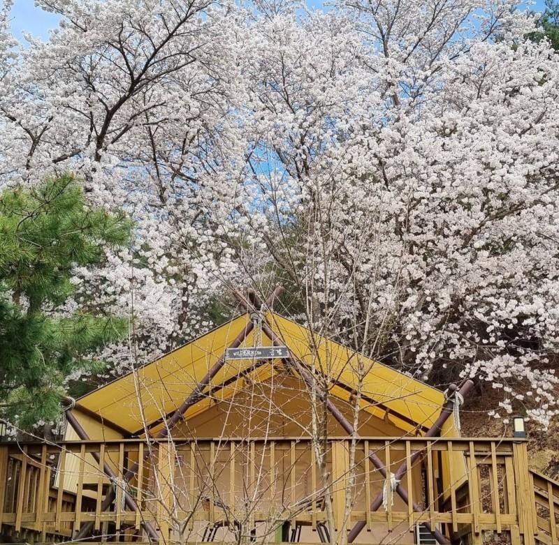 제천 청풍월드니스글램핑 (Jecheon Cheongpung World Nice Glamping)