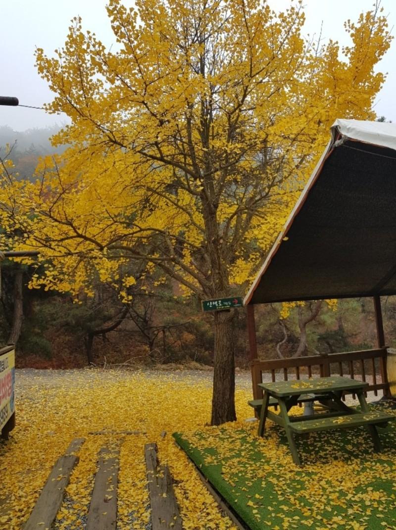 제천 청풍월드니스글램핑 (Jecheon Cheongpung World Nice Glamping)