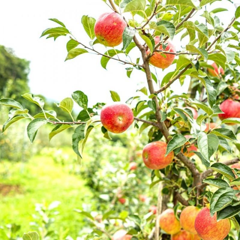 영주 힐링스토리펜션 (Yeongju Healing Story Pension)