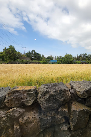 연어로만 제주점