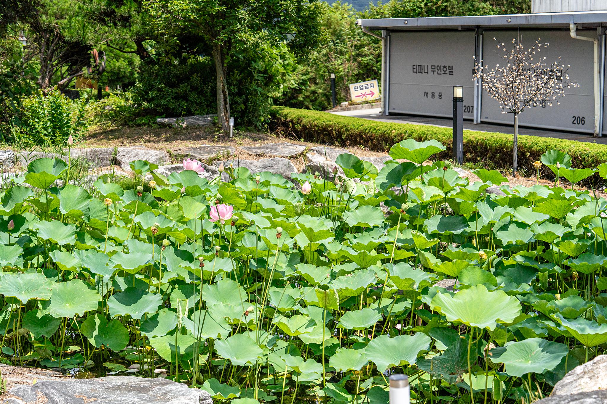 괴산 티파니 무인 호텔 (Goesan Tiffany Unmanned Hotel)
