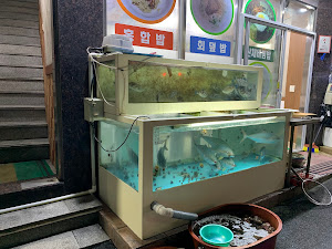 울릉오징어회타운