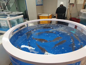 중부 회 수산시장