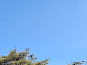 참소나무농원